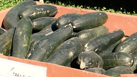 Zuccini Stock Footage 108554557
