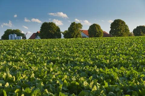 Zuckerrübenacker mit Bauernhof Stock Photos