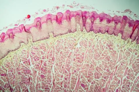 Zunge der Ratte Stock Photos