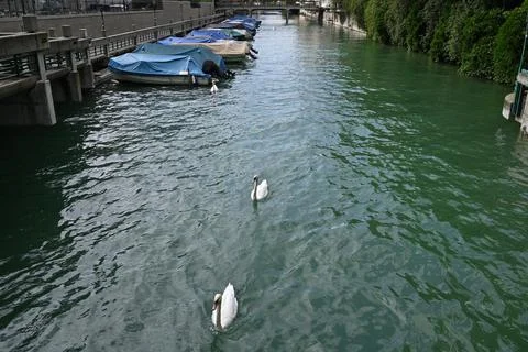 Zurich swans Stock Photos