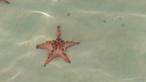 Zvezda Stock Footage 235003435