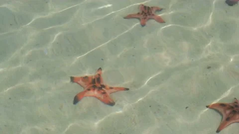 Zvezda1 Stock Footage 235003491