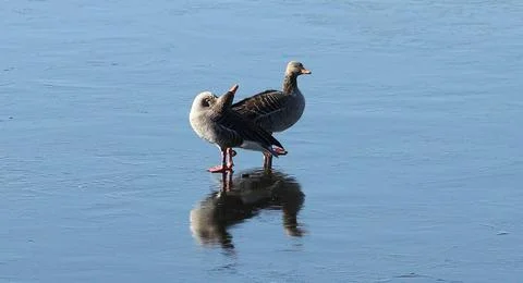  Zwei Enten sitzen bei Temperaturen unter null Grad auf der teilweise zuge... Stock Photos