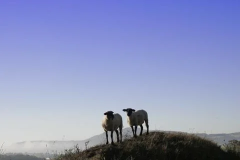 Zwei Schafe Stock Photos