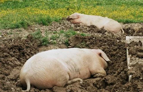  zwei schweine / porci porcae zwei relaxte Freilandschweine bei Rennes /Br... Stock Photos