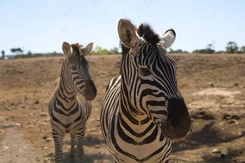  Zwei Zebras in der Steppe Two zebras, steppe, blue sky, curious, Copyrigh... Stock Photos