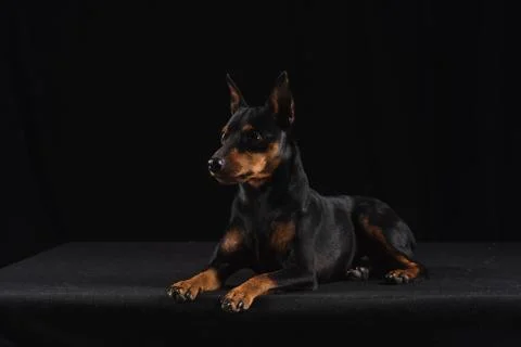 Zwergpinscher on black background Stock Photos