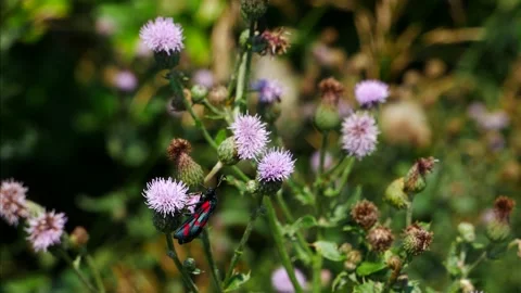 Zygaena filipendulae eats nectar on a thistle flower. 動画素材 157156232