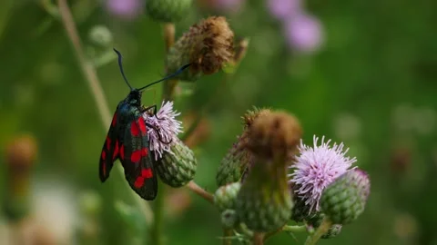 Zygaena filipendulae eats nectar on a thistle flower. Stock Footage 157418879