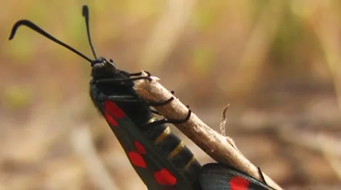 Zygaenidae 库存影片 5089448