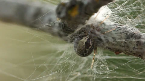 Zygiella atrica spider close-up Stock Footage