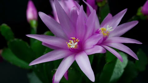 Zygocactus flower opening and closing timelapse in 4k Stock Footage 37543953
