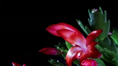 Zygocactus Flowering  Видео 71778230