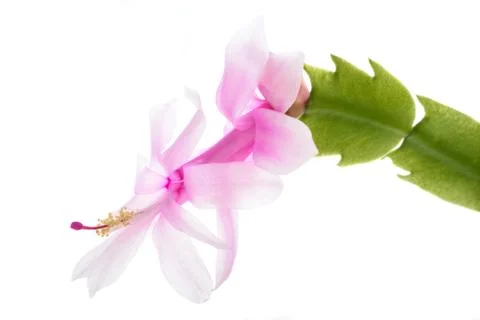 Zygocactus Stock Photos