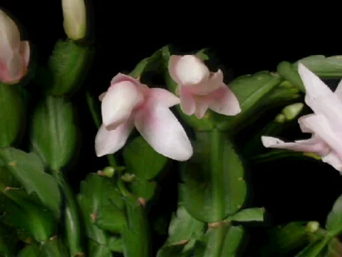 Zygofnl Video stock 915438