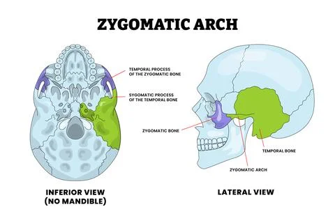 Zygomatic Arch Bone Human Skull Bone Structure Anatomy Diagram with Anterio.. Stockillustratie