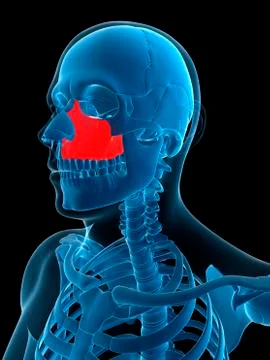 Zygomatic bone, artwork Stock Illustration