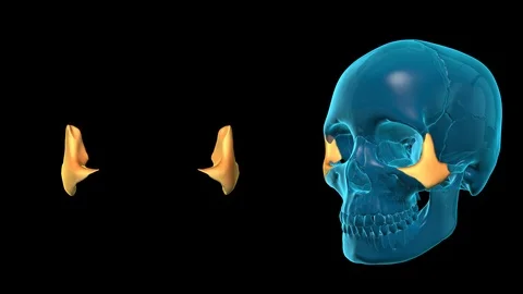 Zygomatic Bone Stock Footage 87382141