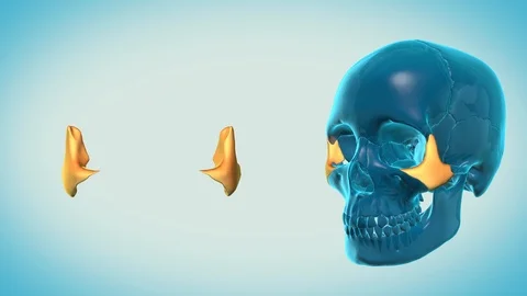Zygomatic Bone with a heavenly background Stock Footage 87555500