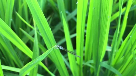 Zygoptera, a needle dragonfly perched on a green rice leaf Stock Footage 229247997