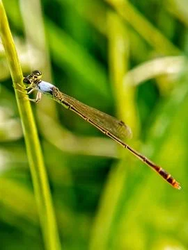 Zygoptera Stock Photos