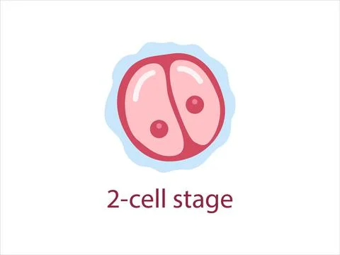 Zygote 2-cell stage Stock Illustration