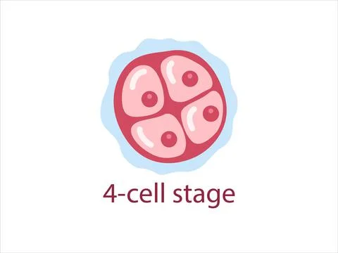 Zygote 4-cell stage Stock Illustration