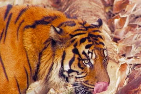 Zz 01 Stock Footage 668907