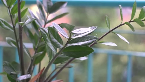 ZZ plant in the rain 스톡 동영상 132982104